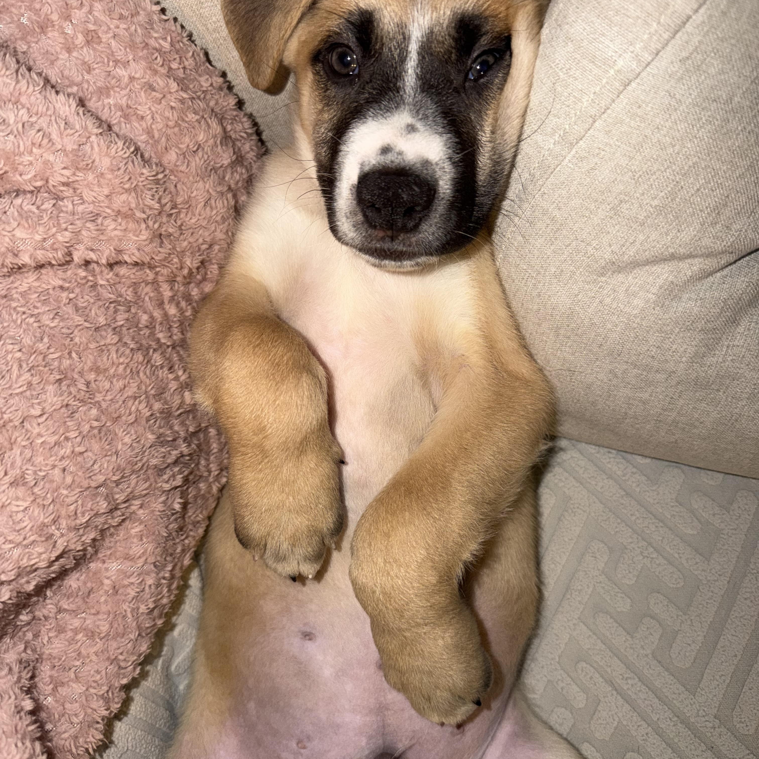 Mustang, an adopted mixed breed in New York, NY image 2/2
