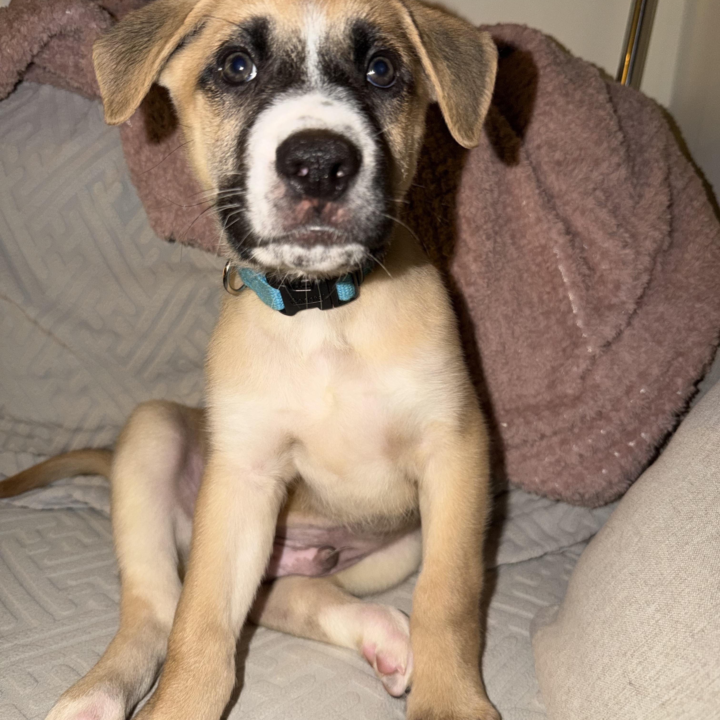 Mustang, adopted, Puppy Male Shepherd & German Shepherd Dog.