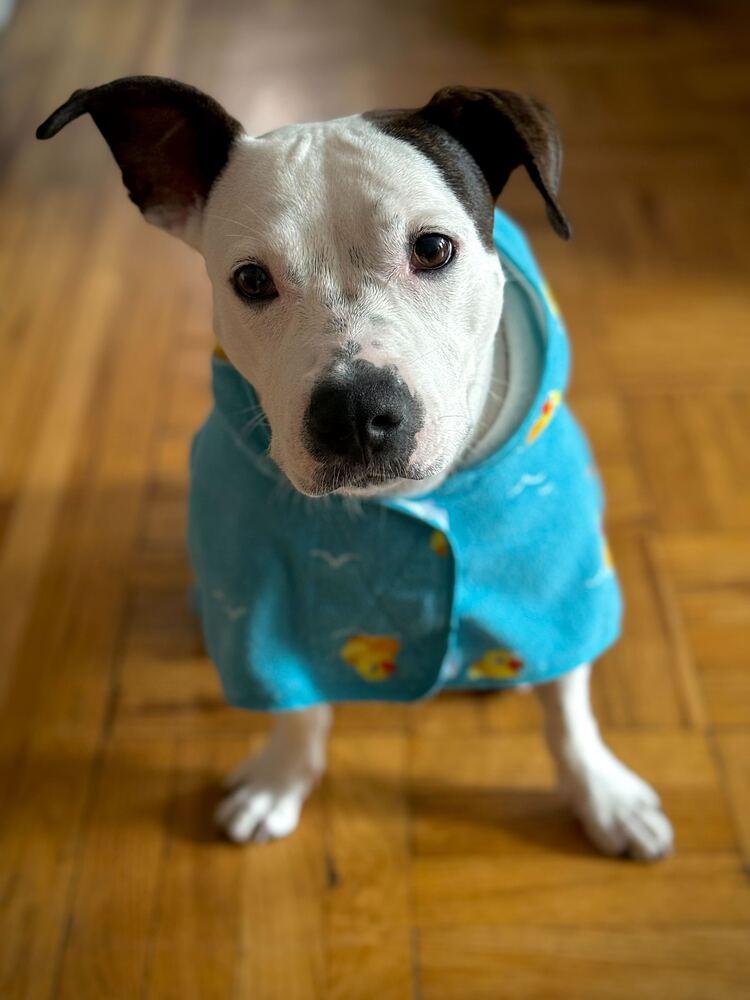 Soda Float, Adoptable, Young Female Mixed Breed.