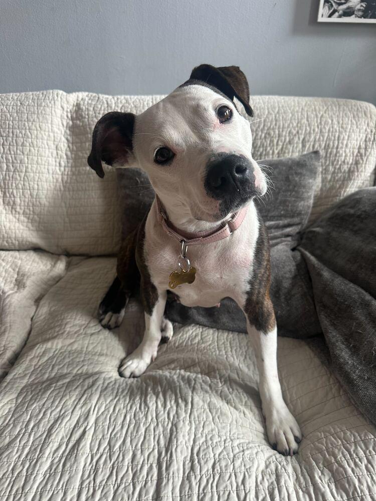 Soda Float, a Adoptable mixed breed in New York, NY image 2/7