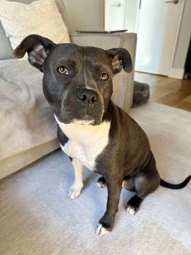 Soda Float, a Adoptable mixed breed in New York, NY image 3/7