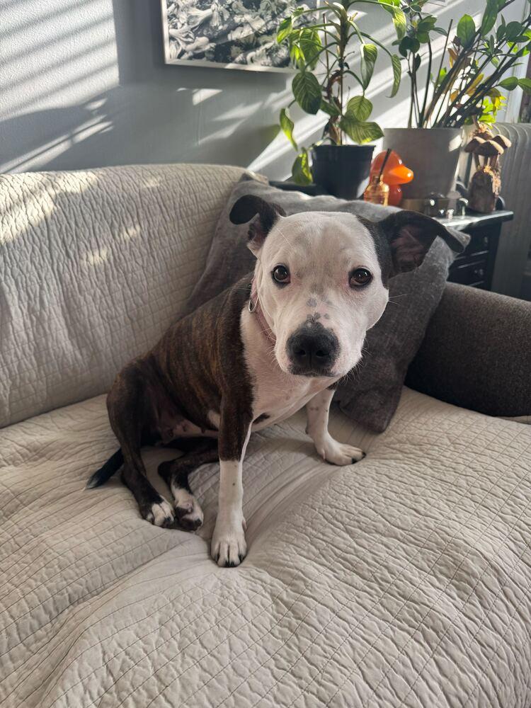 Soda Float, a Adoptable mixed breed in New York, NY image 5/7