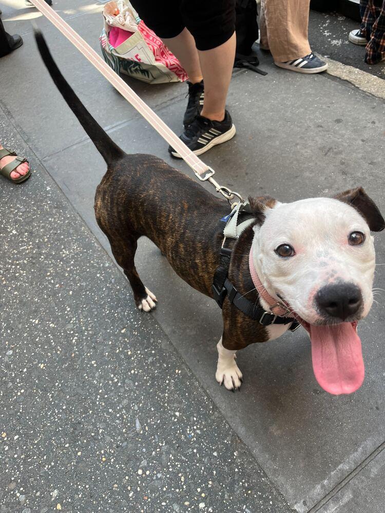 Soda Float, a Adoptable mixed breed in New York, NY image 6/7