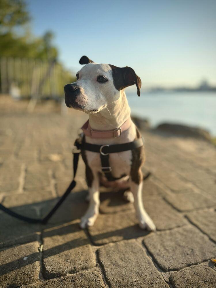 Enlarge Soda Float, a Adoptable mixed breed in New York, NY image 7/7