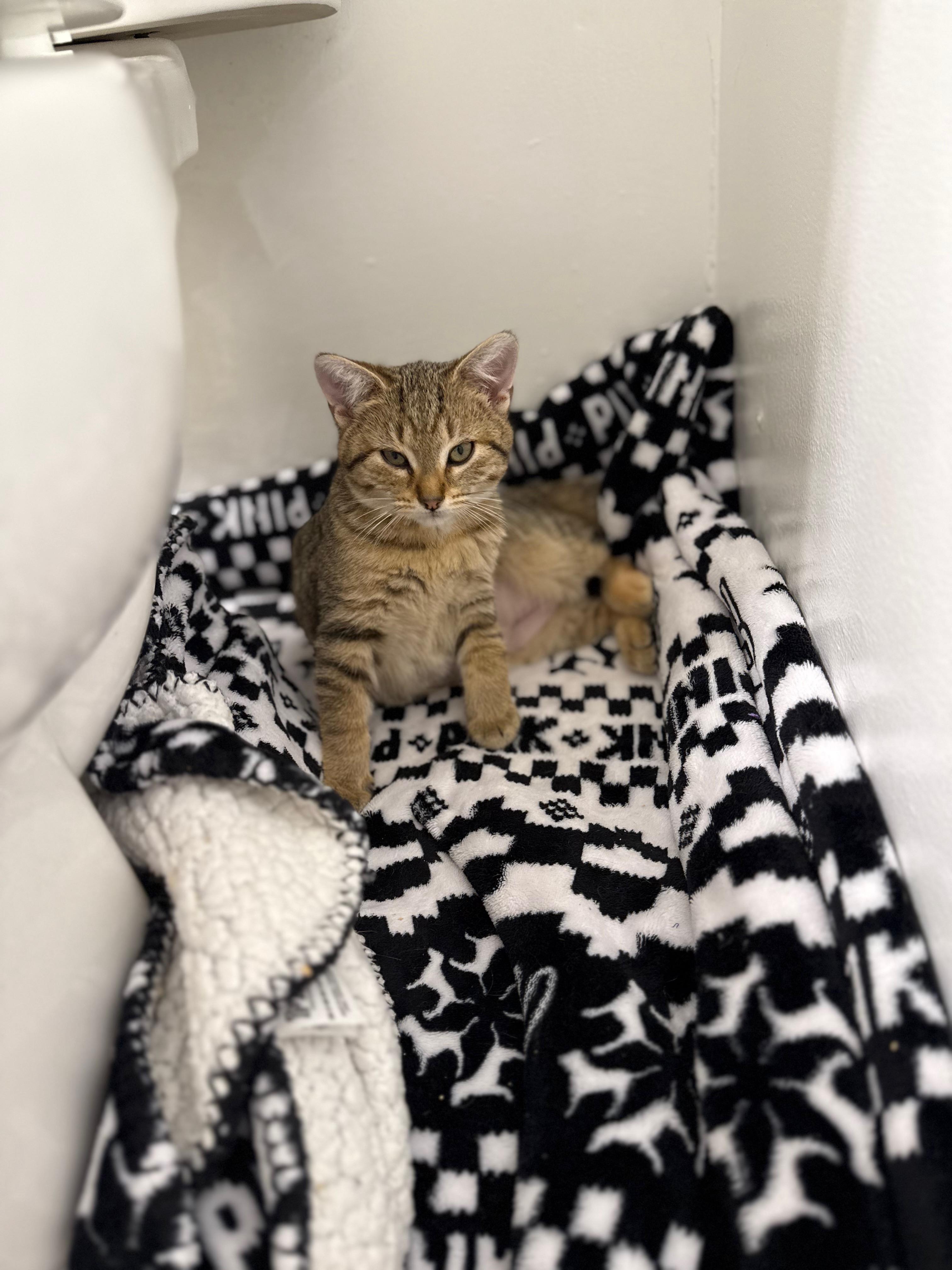 Enlarge Pecan Crunch, a ADOPTABLE Domestic Short Hair in Salt Point, NY image 1/1