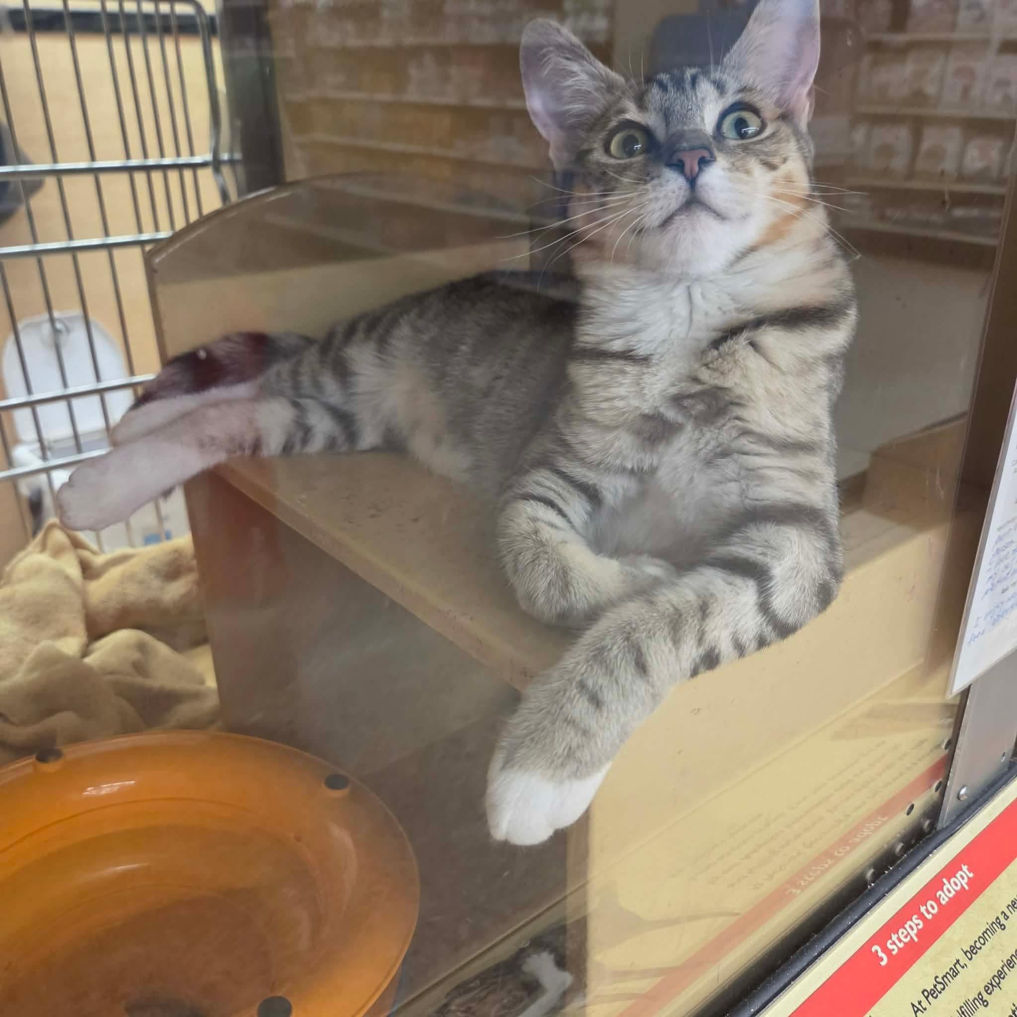 Enlarge Ivana, a Adoptable Domestic Short Hair in Gladstone, OR image 2/2