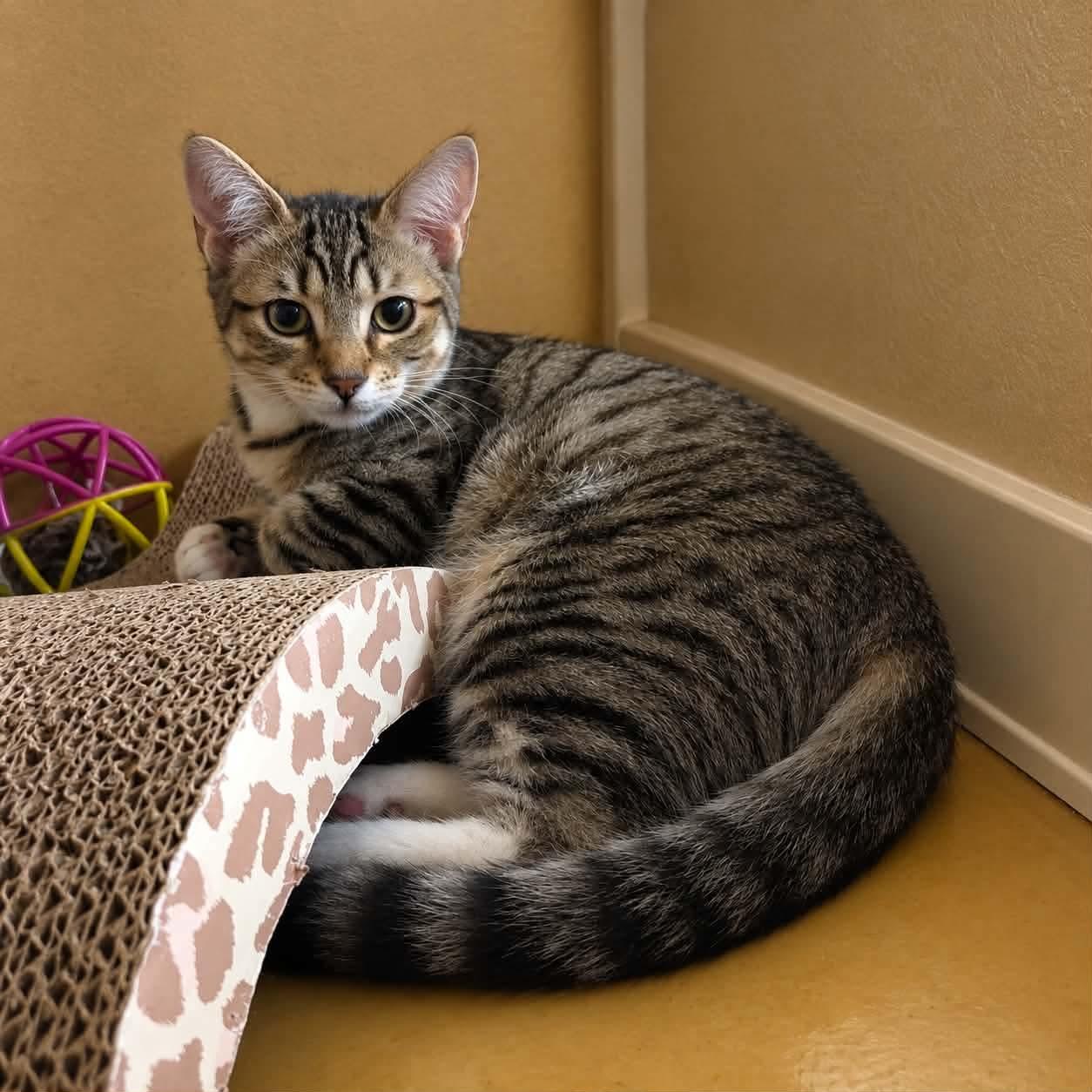 Enlarge Ivana, a Adoptable Domestic Short Hair in Gladstone, OR image 1/2