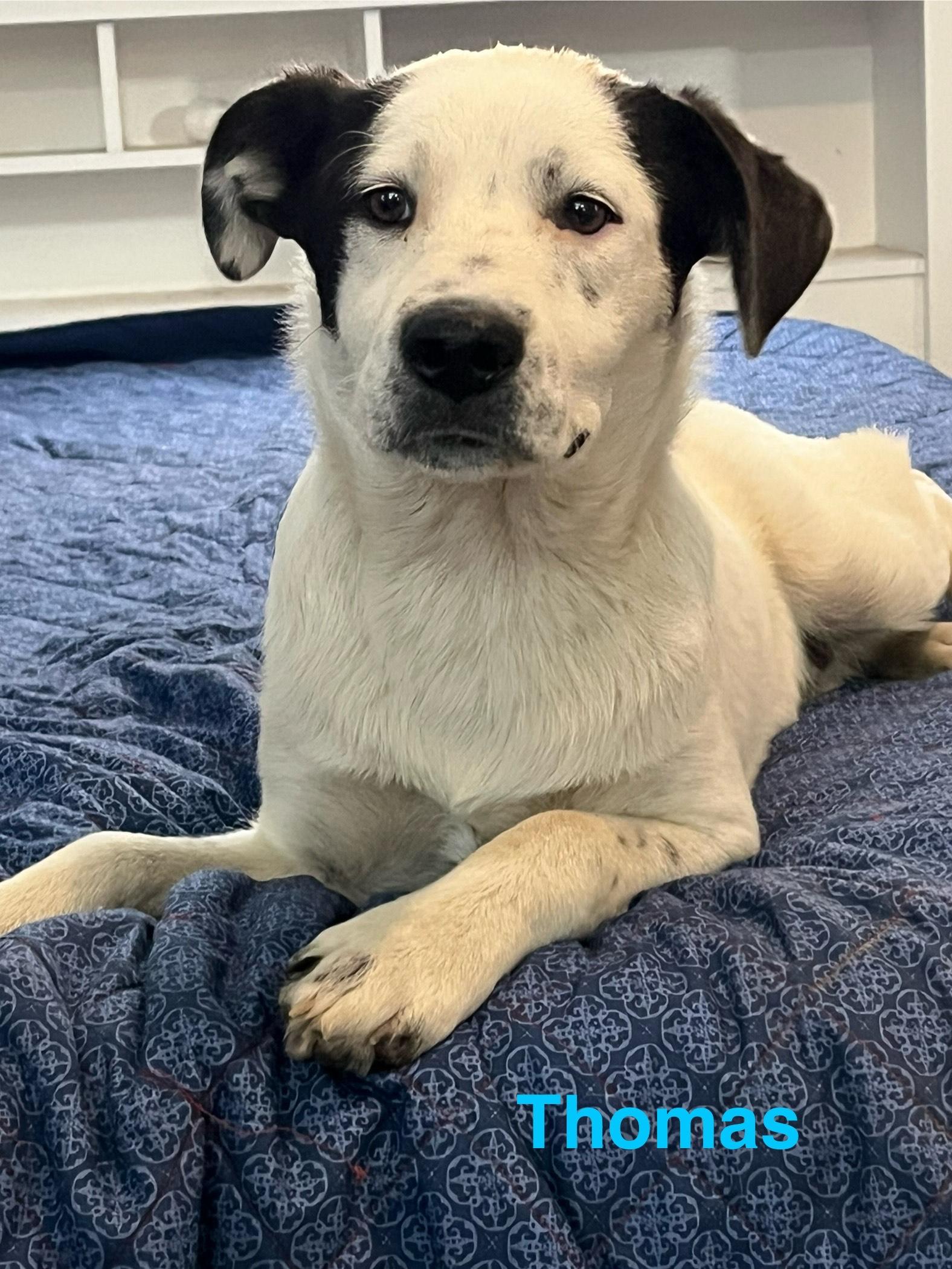 Enlarge Thomas, a Adoptable mixed breed in Texarkana, TX image 2/6