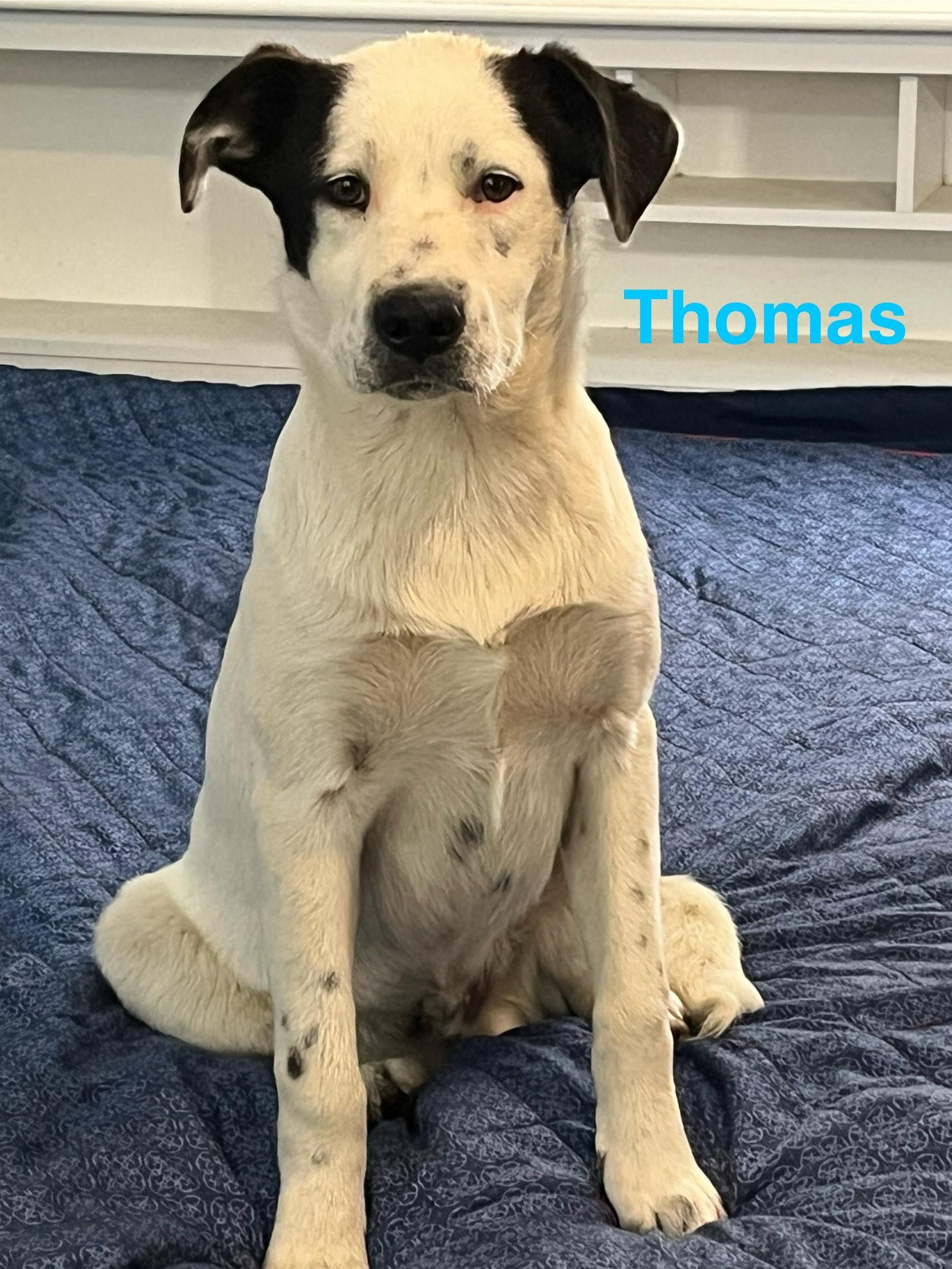 Enlarge Thomas, a Adoptable mixed breed in Texarkana, TX image 3/6