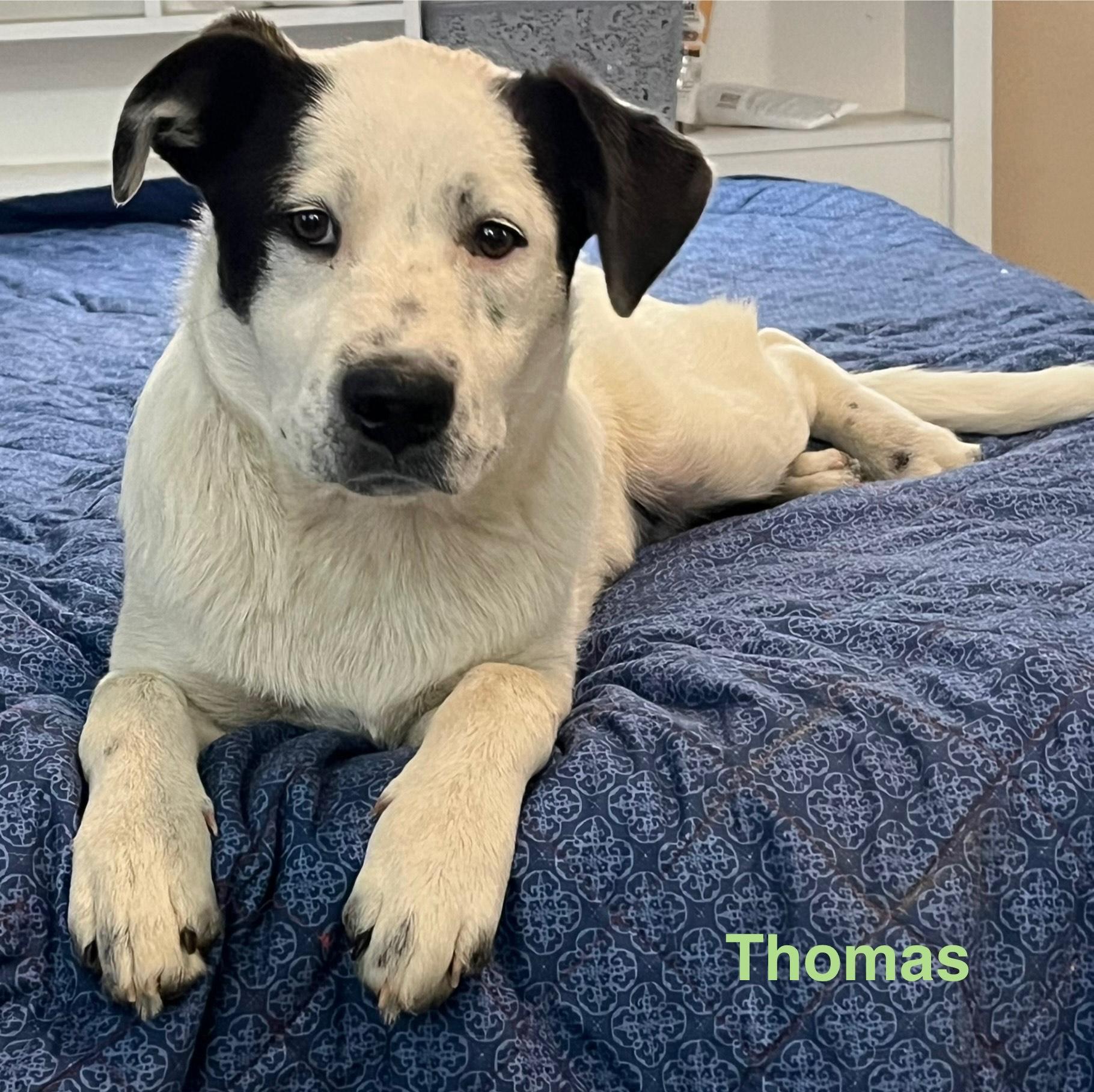 Enlarge Thomas, a Adoptable mixed breed in Texarkana, TX image 1/6