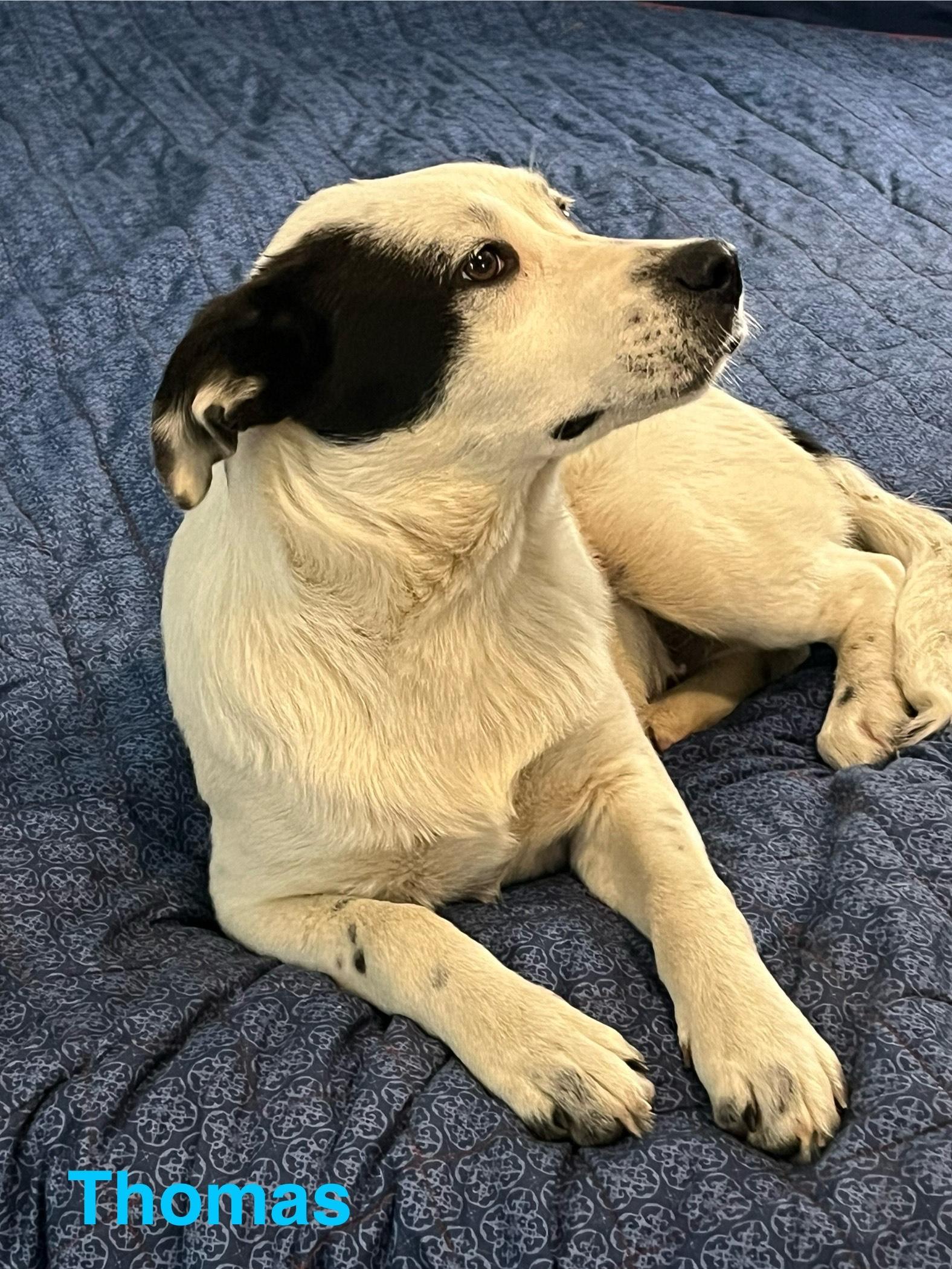 Enlarge Thomas, a Adoptable mixed breed in Texarkana, TX image 4/6