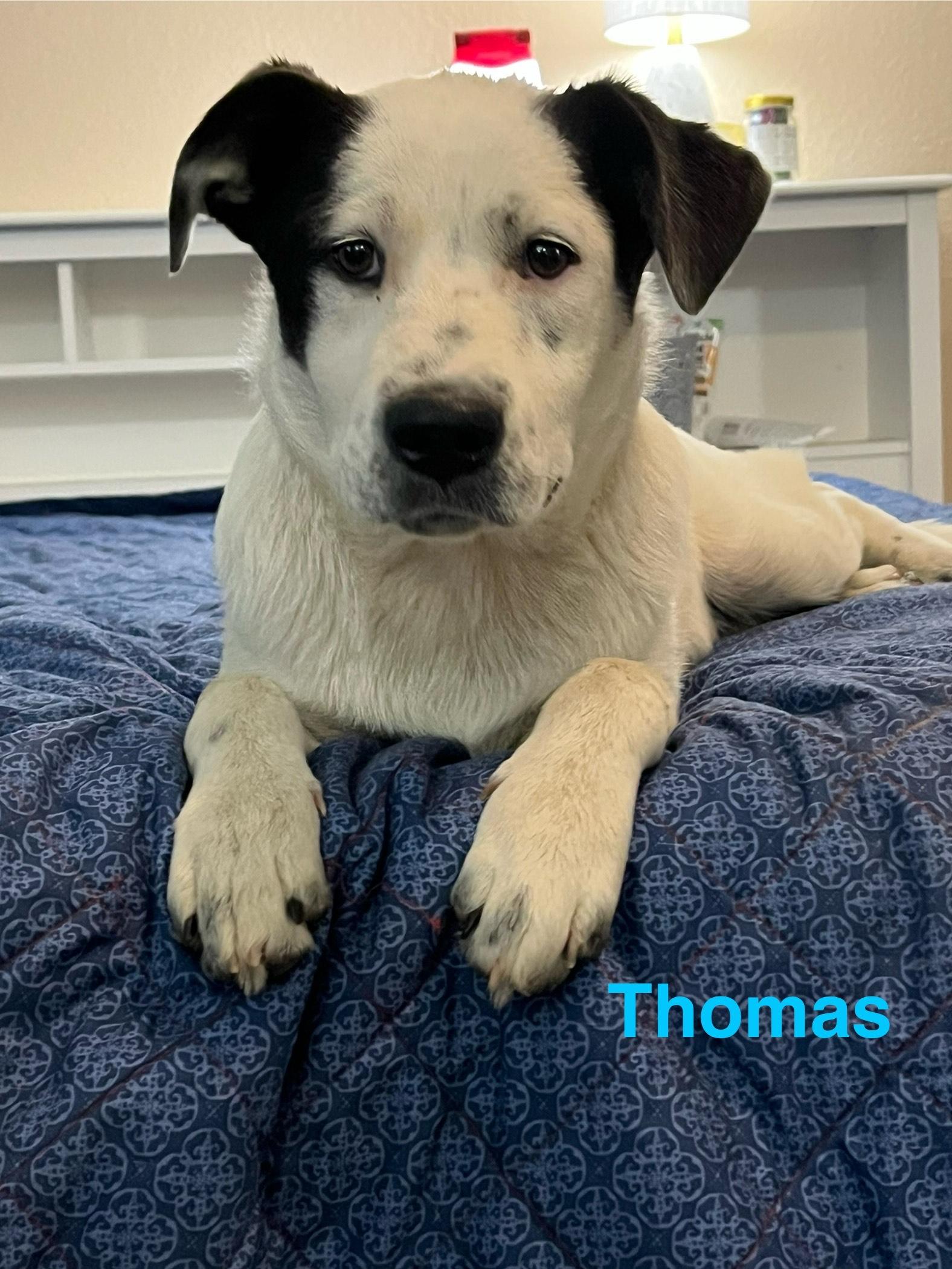 Enlarge Thomas, a Adoptable mixed breed in Texarkana, TX image 5/6