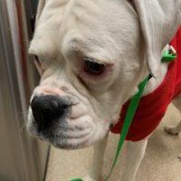 Enlarge Sugar, a ADOPTABLE Boxer in Davis, CA image 5/6