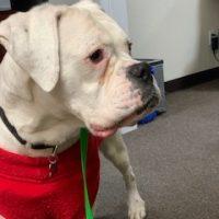 Enlarge Sugar, a ADOPTABLE Boxer in Davis, CA image 3/6