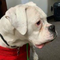 Enlarge Sugar, a ADOPTABLE Boxer in Davis, CA image 6/6