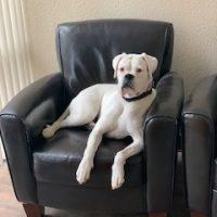 Sugar, ADOPTABLE, Adult Female Boxer.