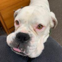 Enlarge Sugar, a ADOPTABLE Boxer in Davis, CA image 2/6