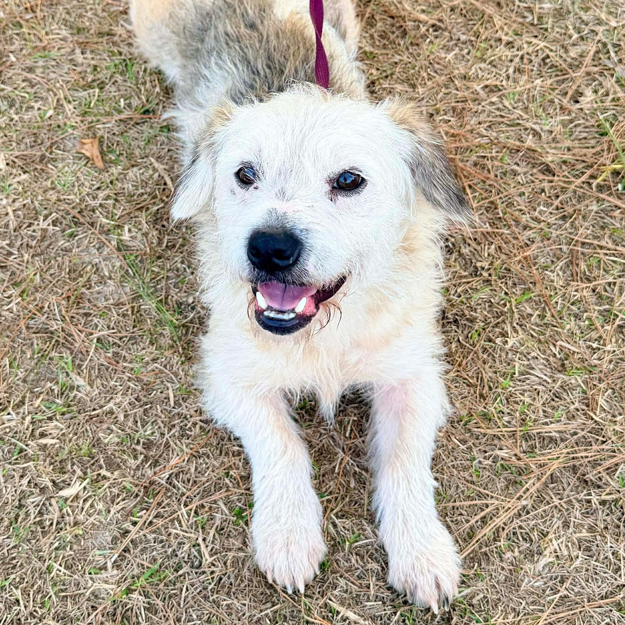 Fox, Adoptable, Young Male Cairn Terrier & Wheaten Terrier.