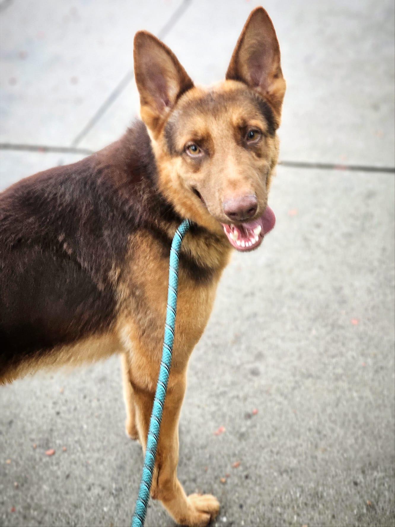 Kam, Adopted, Adult Male Australian Kelpie & Australian Shepherd.