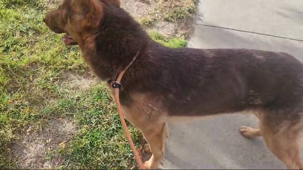 Enlarge Kam, a Adopted mixed breed in San Jose, CA video 2/6