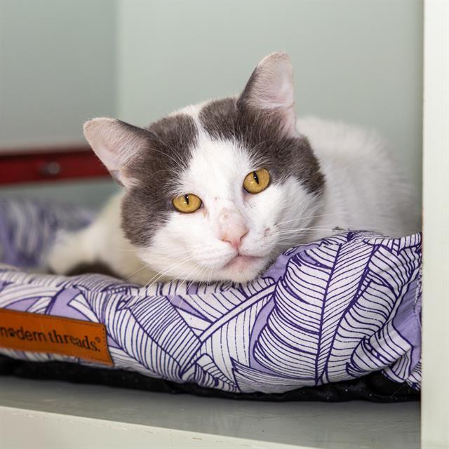 Enlarge HAROLD, a Adoptable Domestic Short Hair in Methuen, MA image 1/1