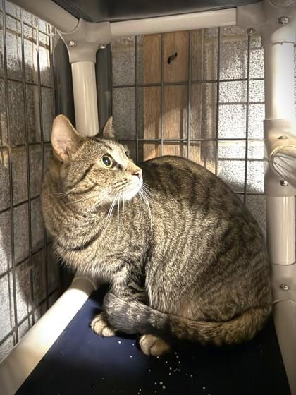 Mylo, Adoptable, Kitten Male Domestic Short Hair & Domestic Short Hair.