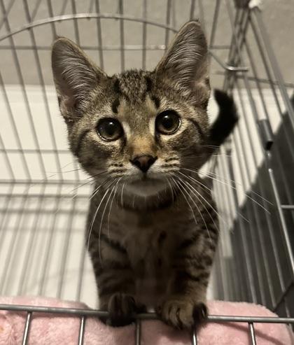 Enlarge Mylo, a Adoptable mixed breed in Wilkesboro, NC image 2/2