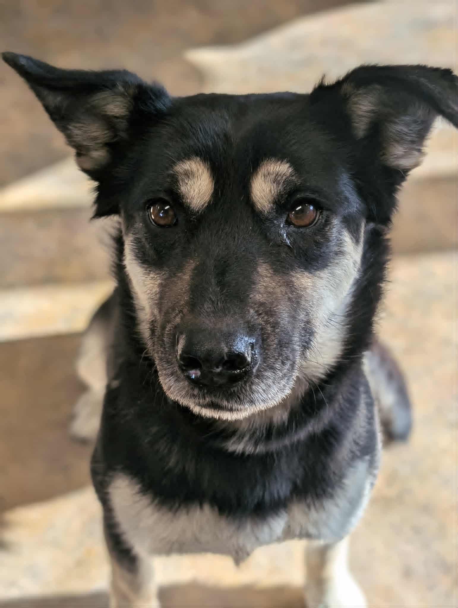 Enlarge Vera, a ADOPTABLE mixed breed in Bethel, AK image 3/4