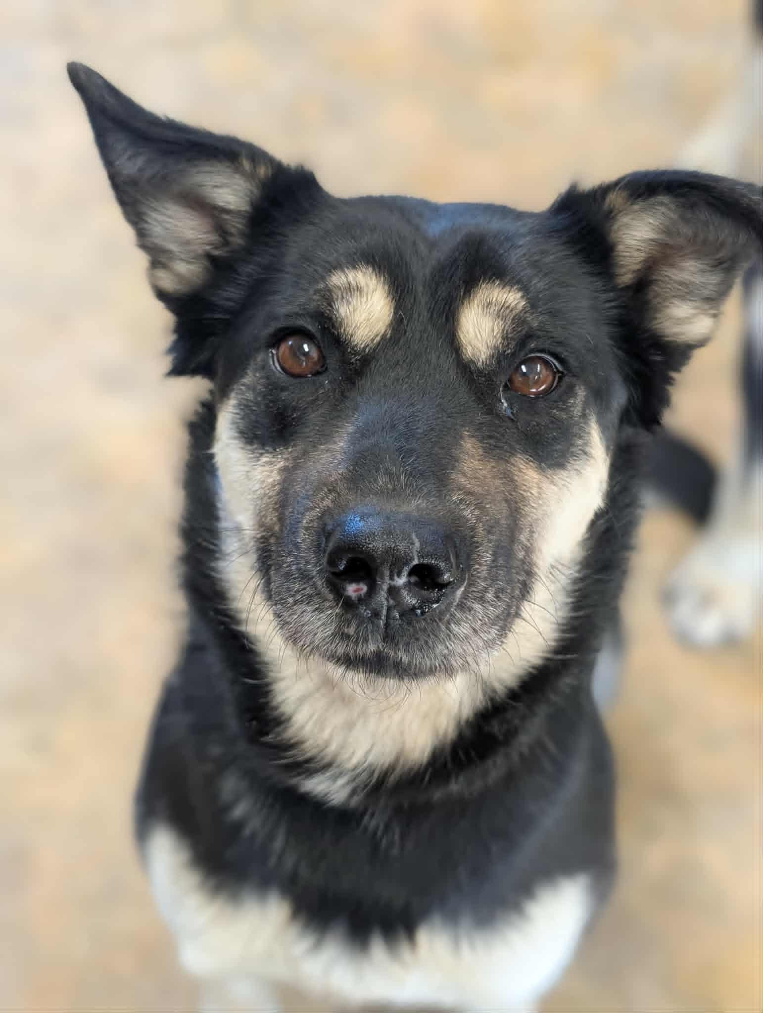 Enlarge Vera, a ADOPTABLE mixed breed in Bethel, AK image 2/4