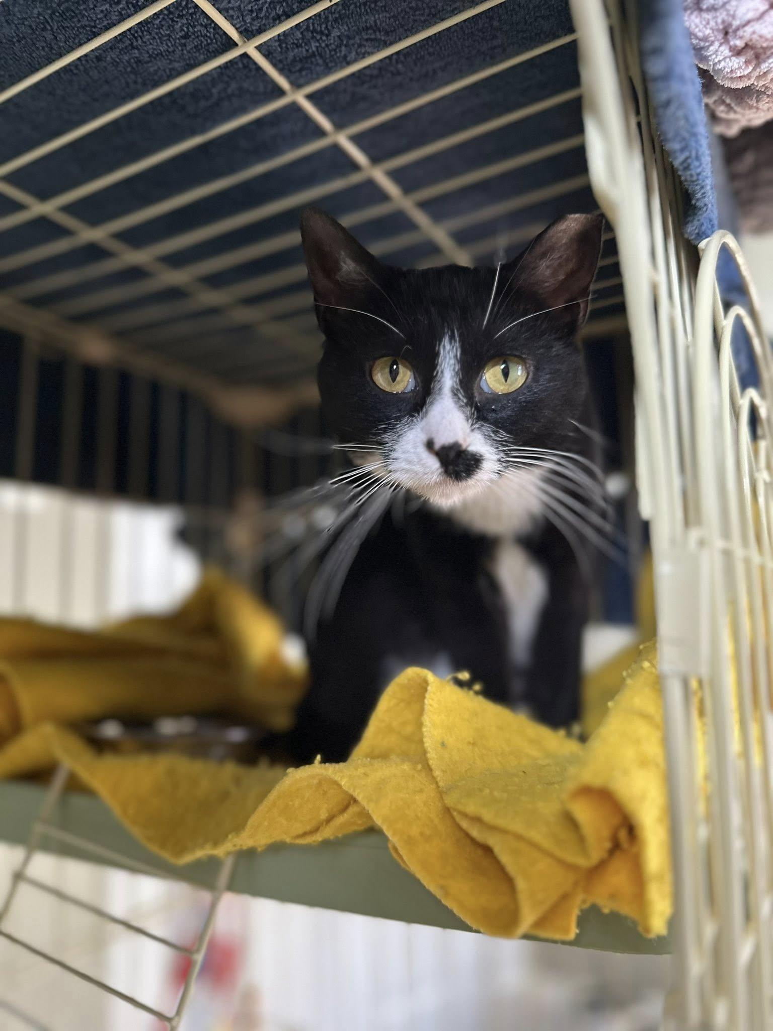 Marshmallow, adopted, Young Female Domestic Short Hair.