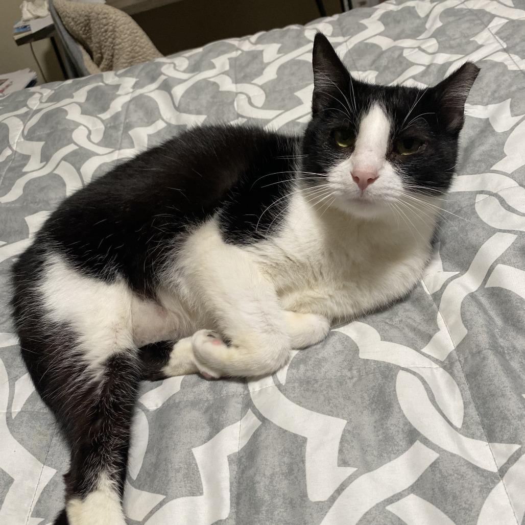 Enlarge Angelita, a Adoptable Domestic Short Hair in Oakland, CA image 1/6