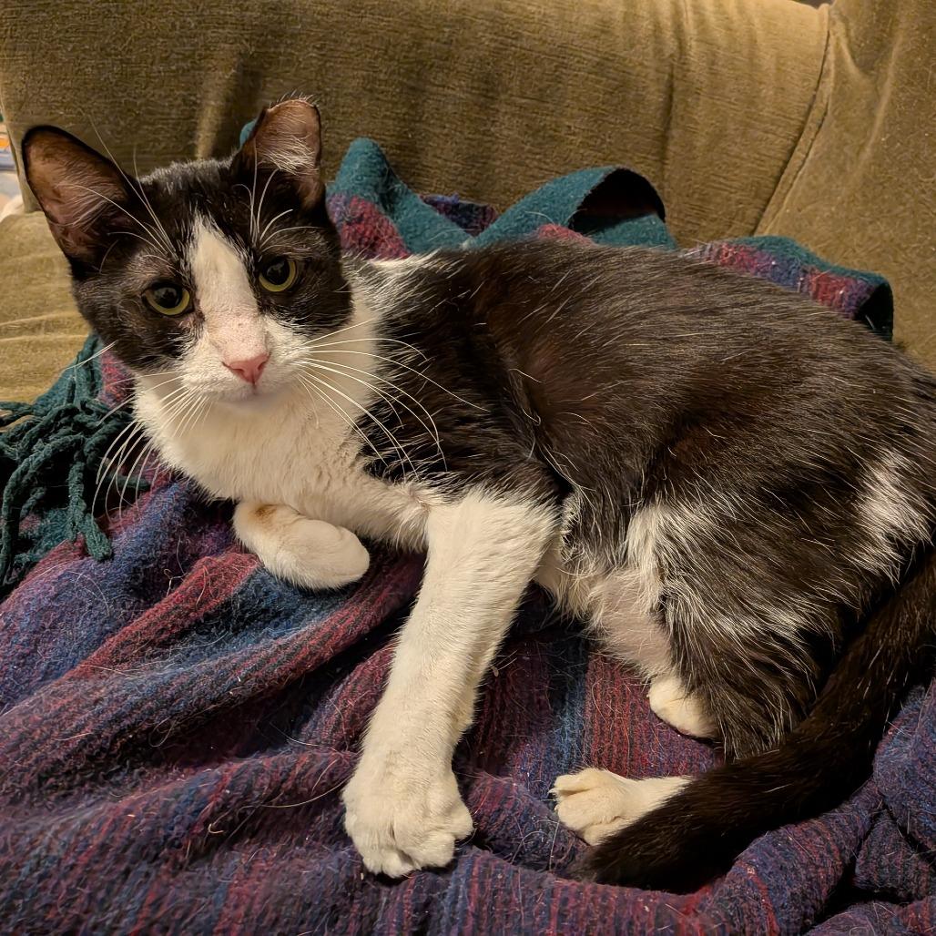 Enlarge Angelita, a Adoptable Domestic Short Hair in Oakland, CA image 1/3