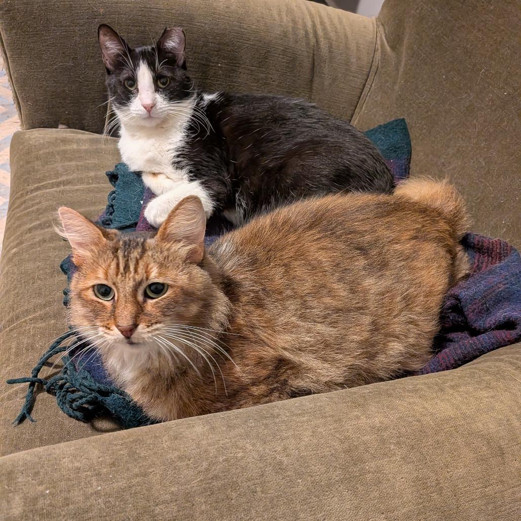 Enlarge Angelita, a Adoptable Domestic Short Hair in Oakland, CA image 2/3