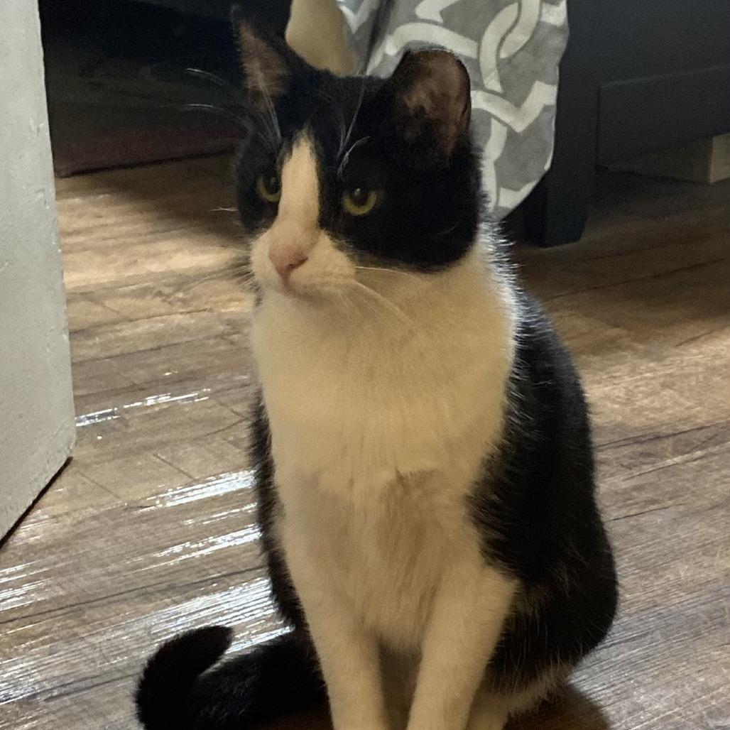 Enlarge Angelita, a Adoptable Domestic Short Hair in Oakland, CA image 4/6