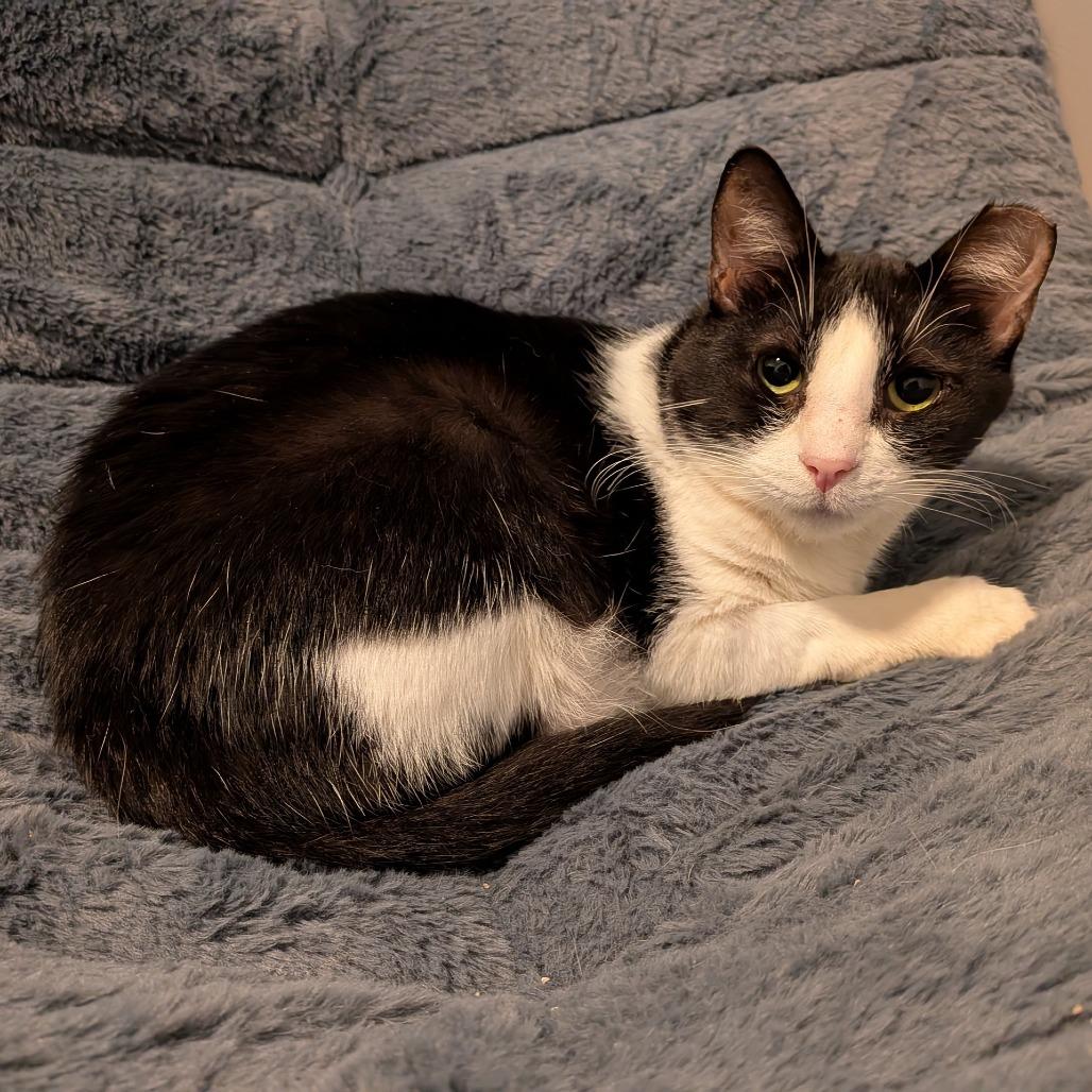 Enlarge Angelita, a Adoptable Domestic Short Hair in Oakland, CA image 3/3