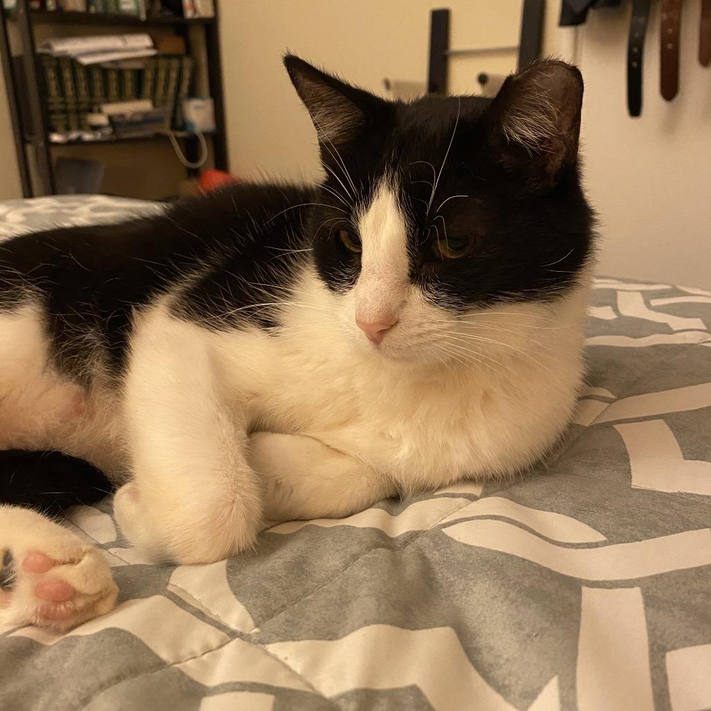 Enlarge Angelita, a Adoptable Domestic Short Hair in Oakland, CA image 6/6