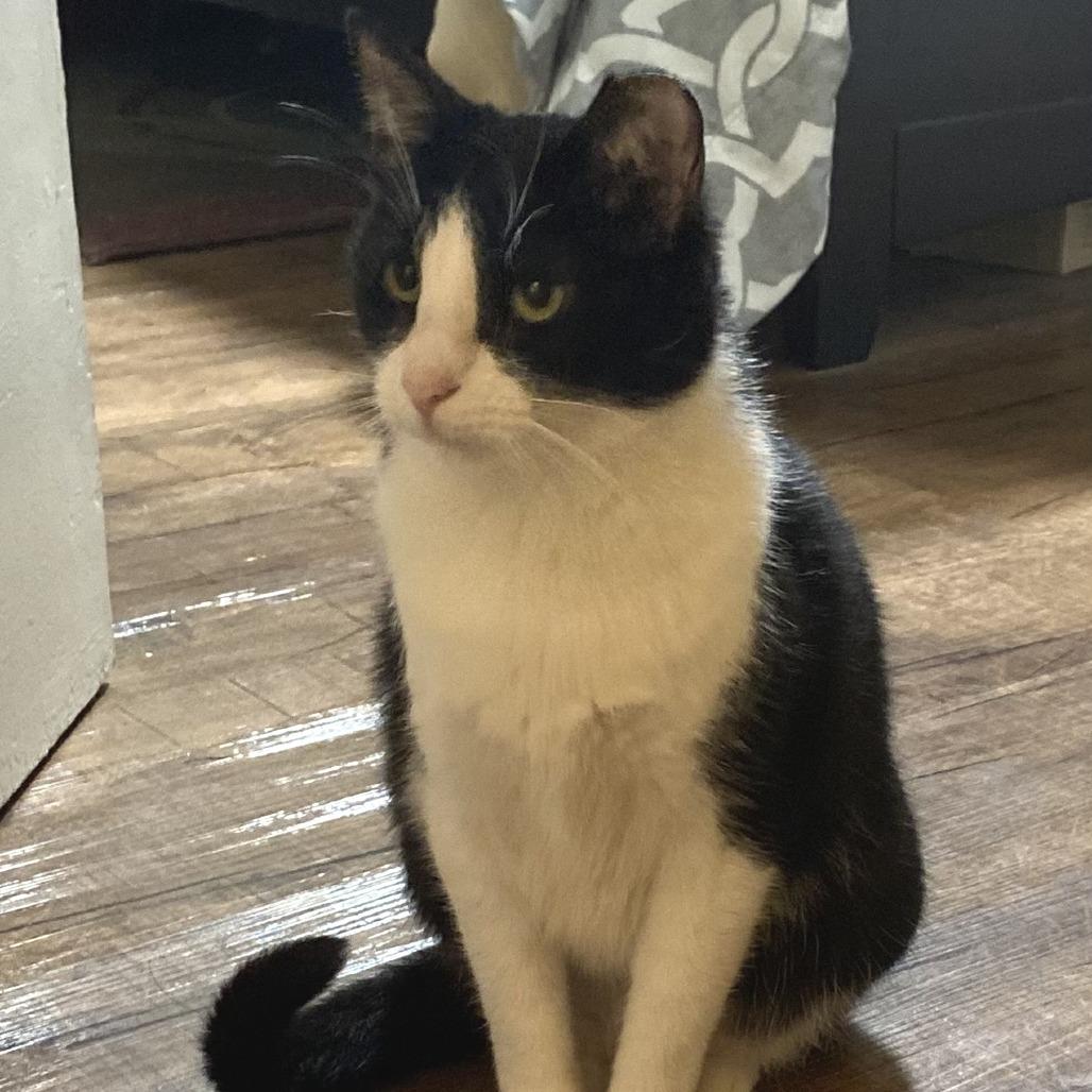 Angelita, a Adoptable Domestic Short Hair in Oakland, CA image 6/6
