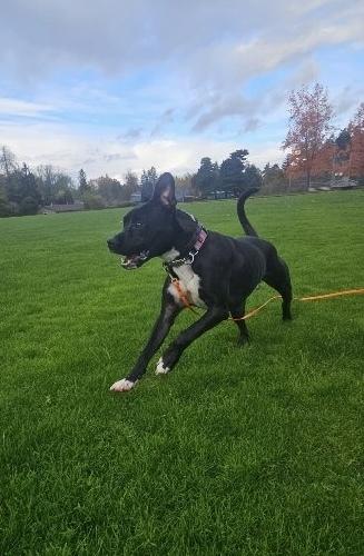 Dylan, Adoptable, Adult Male Pit Bull Terrier.