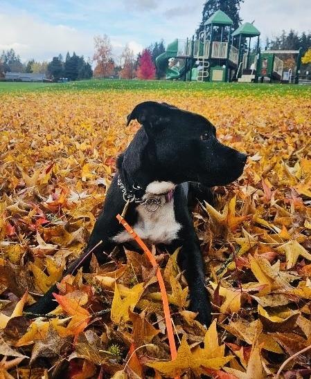 Enlarge Dylan, a Adoptable mixed breed in Portland, OR image 3/6