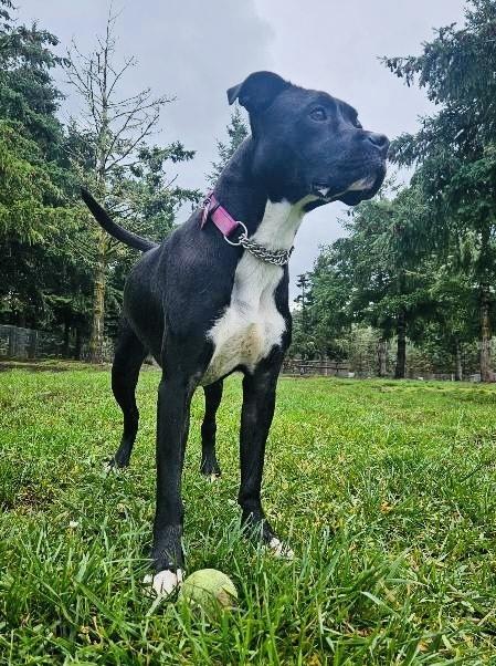 Enlarge Dylan, a Adoptable mixed breed in Portland, OR image 4/6