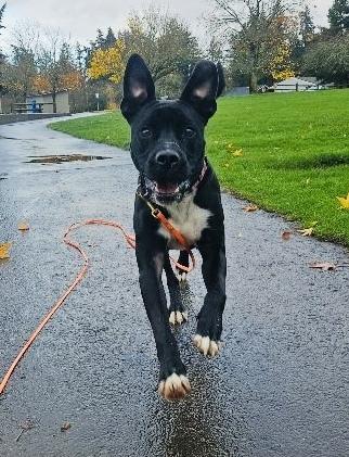 Enlarge Dylan, a Adoptable mixed breed in Portland, OR image 5/6