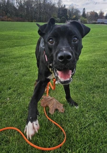 Enlarge Dylan, a Adoptable mixed breed in Portland, OR image 6/6