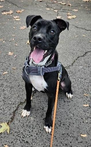 Enlarge Dylan, a Adoptable mixed breed in Portland, OR image 1/6