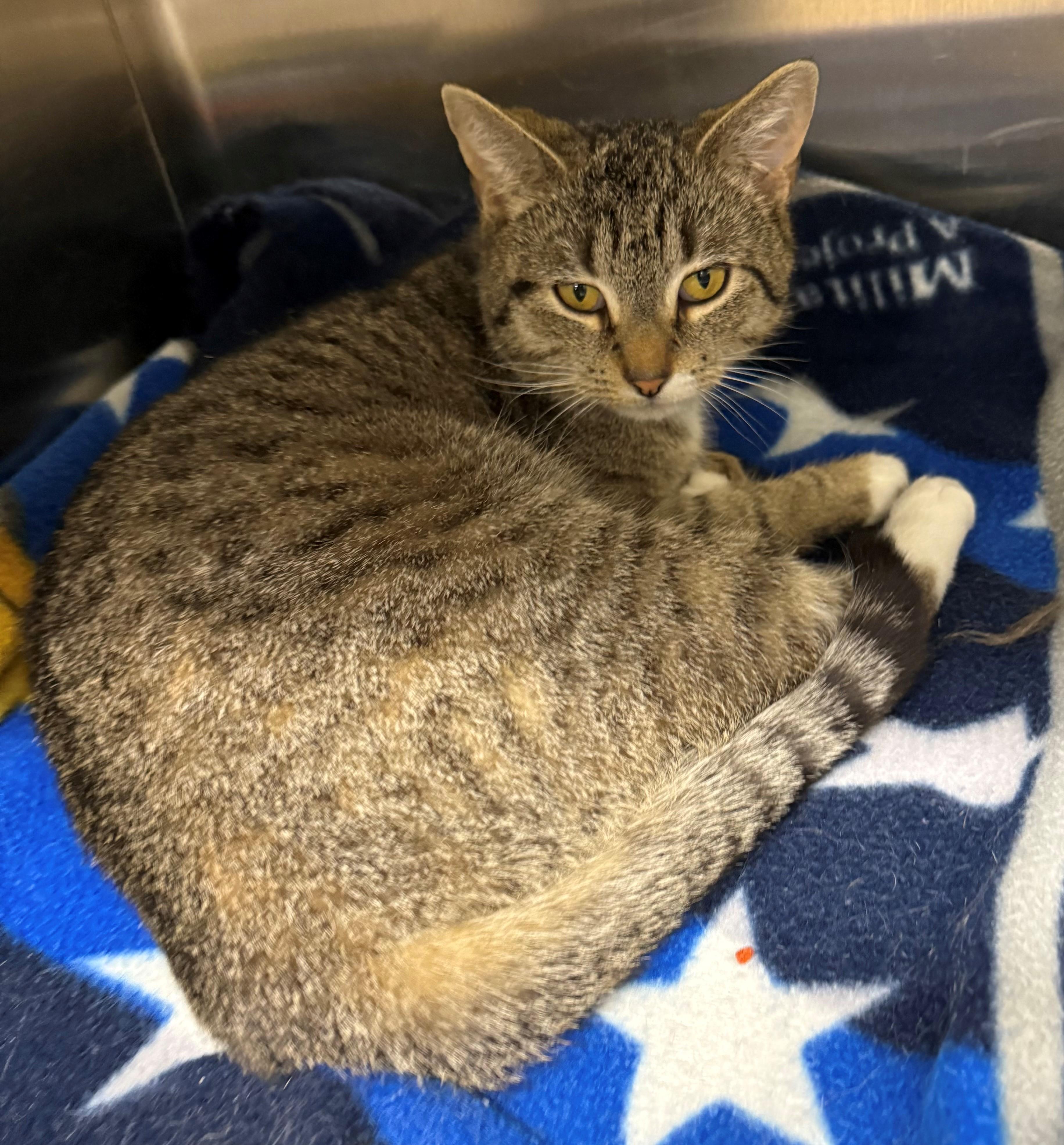 Zara, adopted, Young Female Domestic Short Hair.