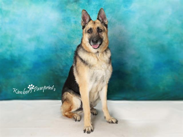 Enlarge BEAR, a Adoptable mixed breed in Omaha, NE image 1/1
