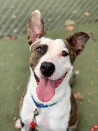 Zuri, Adoptable, Adult Female Mixed Breed & Mixed Breed.