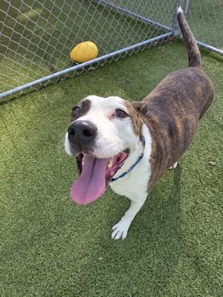 Zuri, a Adoptable Mixed Breed in Savannah, GA image 2/2