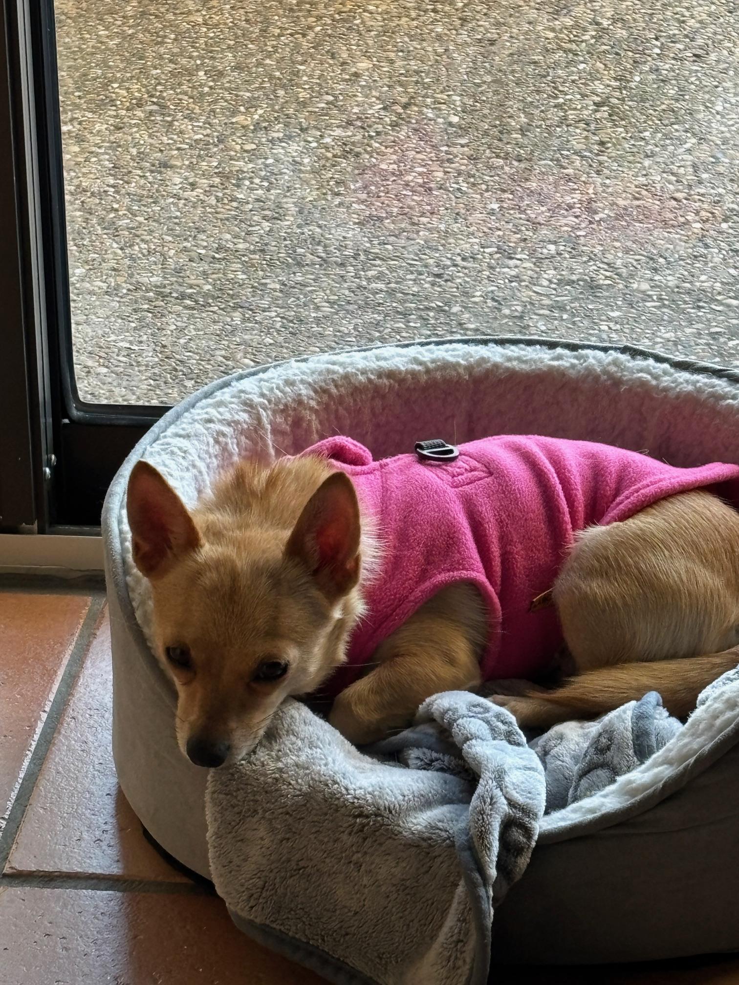 Enlarge Clara, a ADOPTABLE Chihuahua in Plano, TX image 3/3