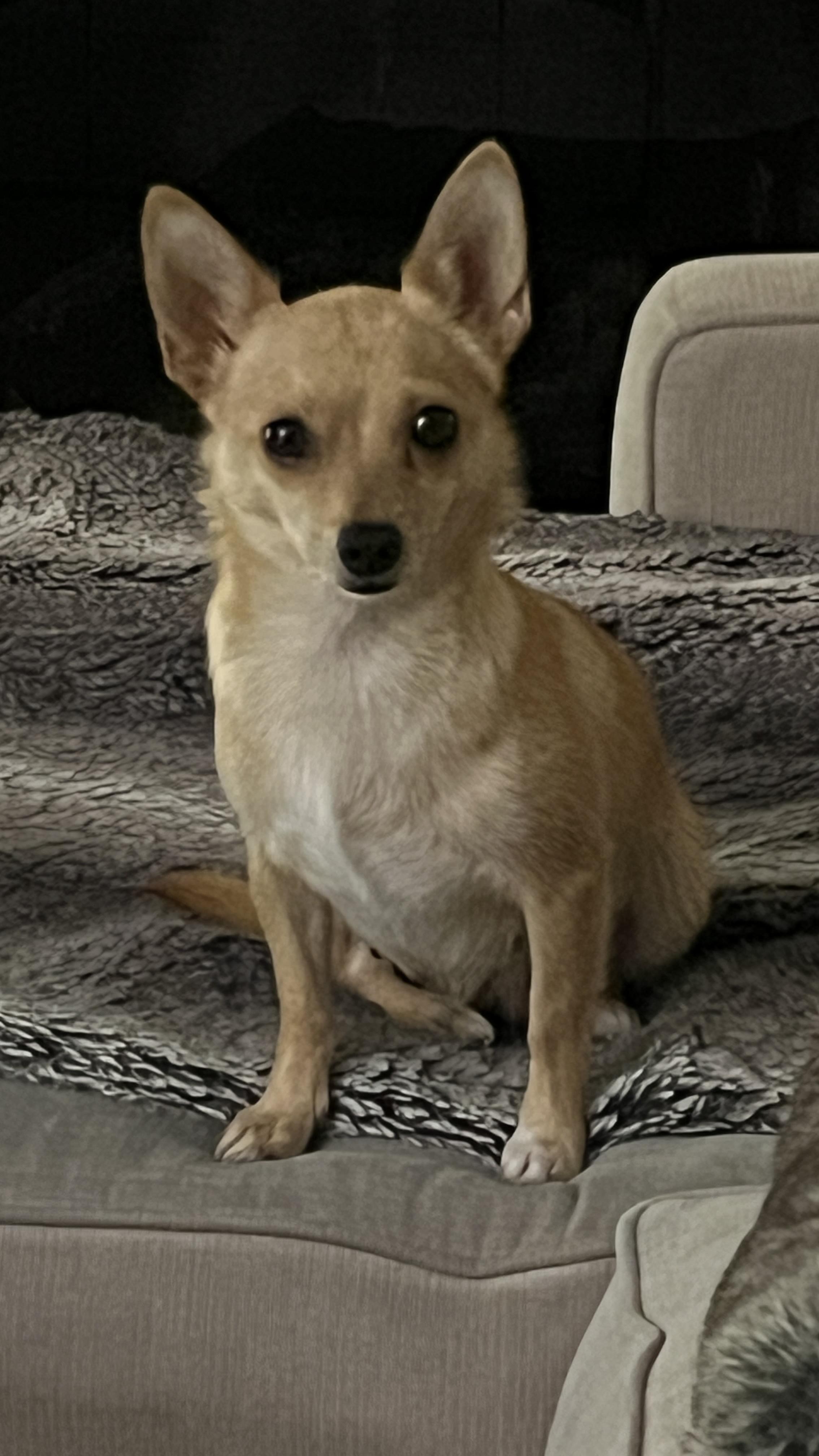 Clara, ADOPTABLE, Adult Female Chihuahua.