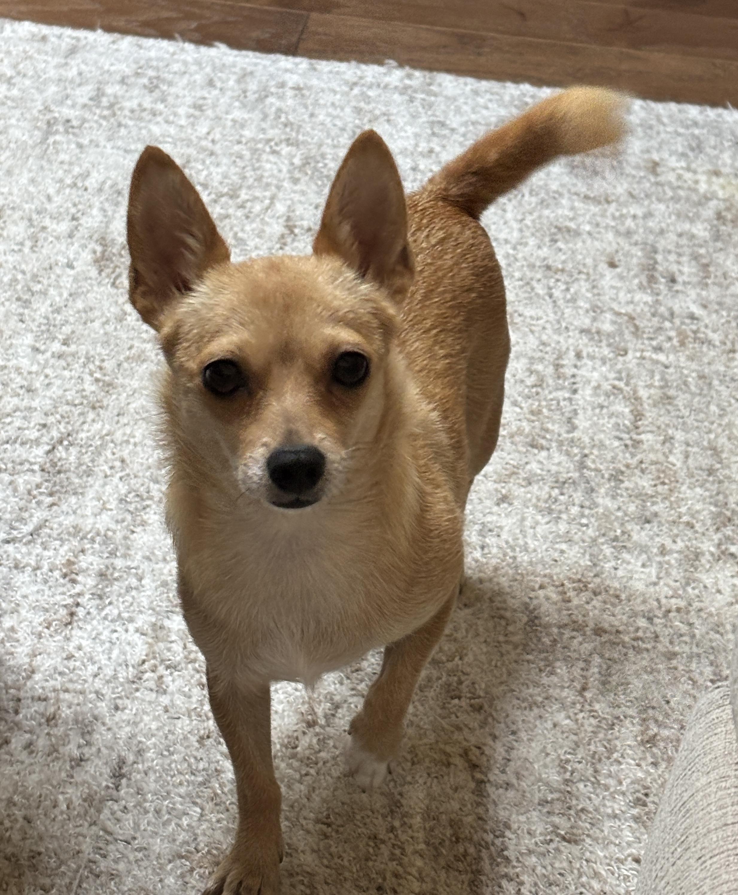 Enlarge Clara, a ADOPTABLE Chihuahua in Plano, TX image 2/3